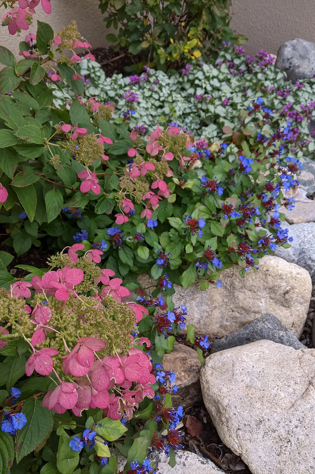 Colorful flowers scramble around the rocks in this landscape design installation