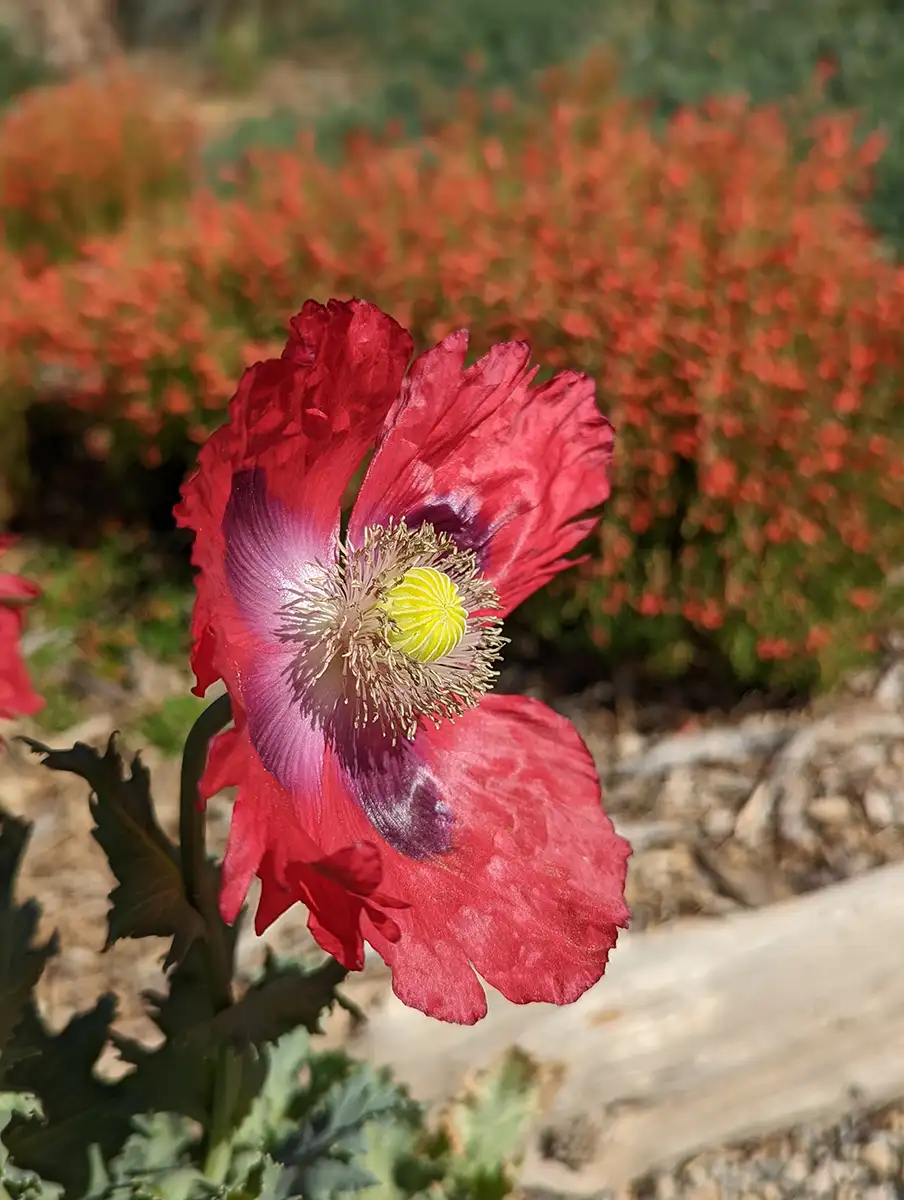 A red flower brings a pop of color to a seasonal landscape design