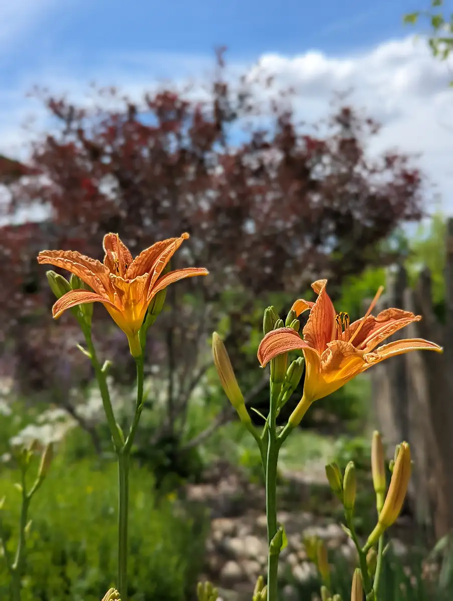 Lilies bloom abundantly as part of this native landscape design