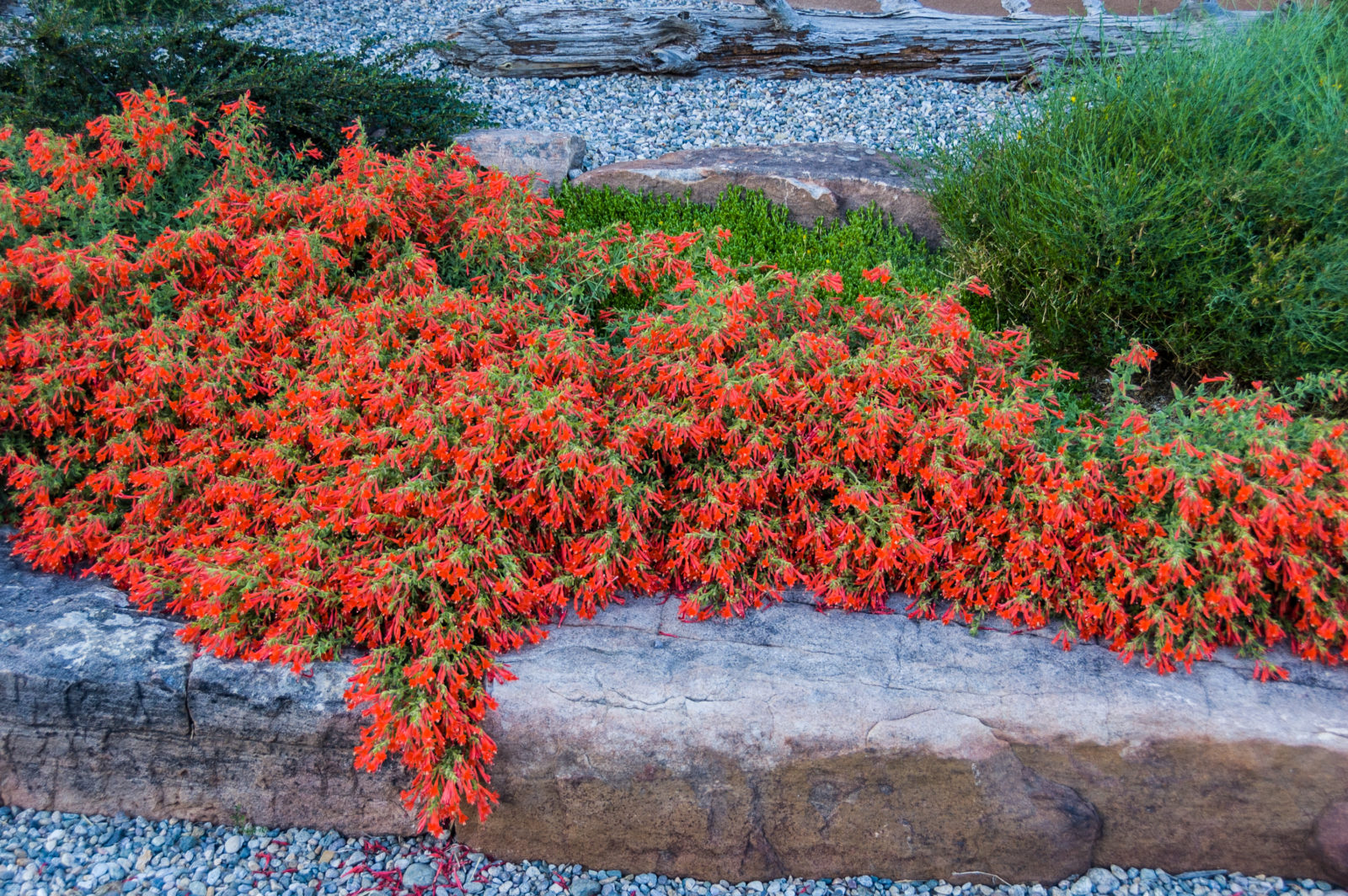 brillant red flowers scramble along the stone steps in this landscape design