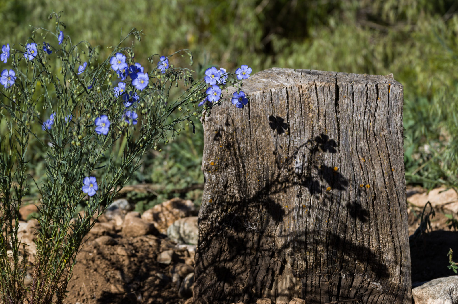 Blue flowers scramble over a strategically placed chunk of wood in this landscape design