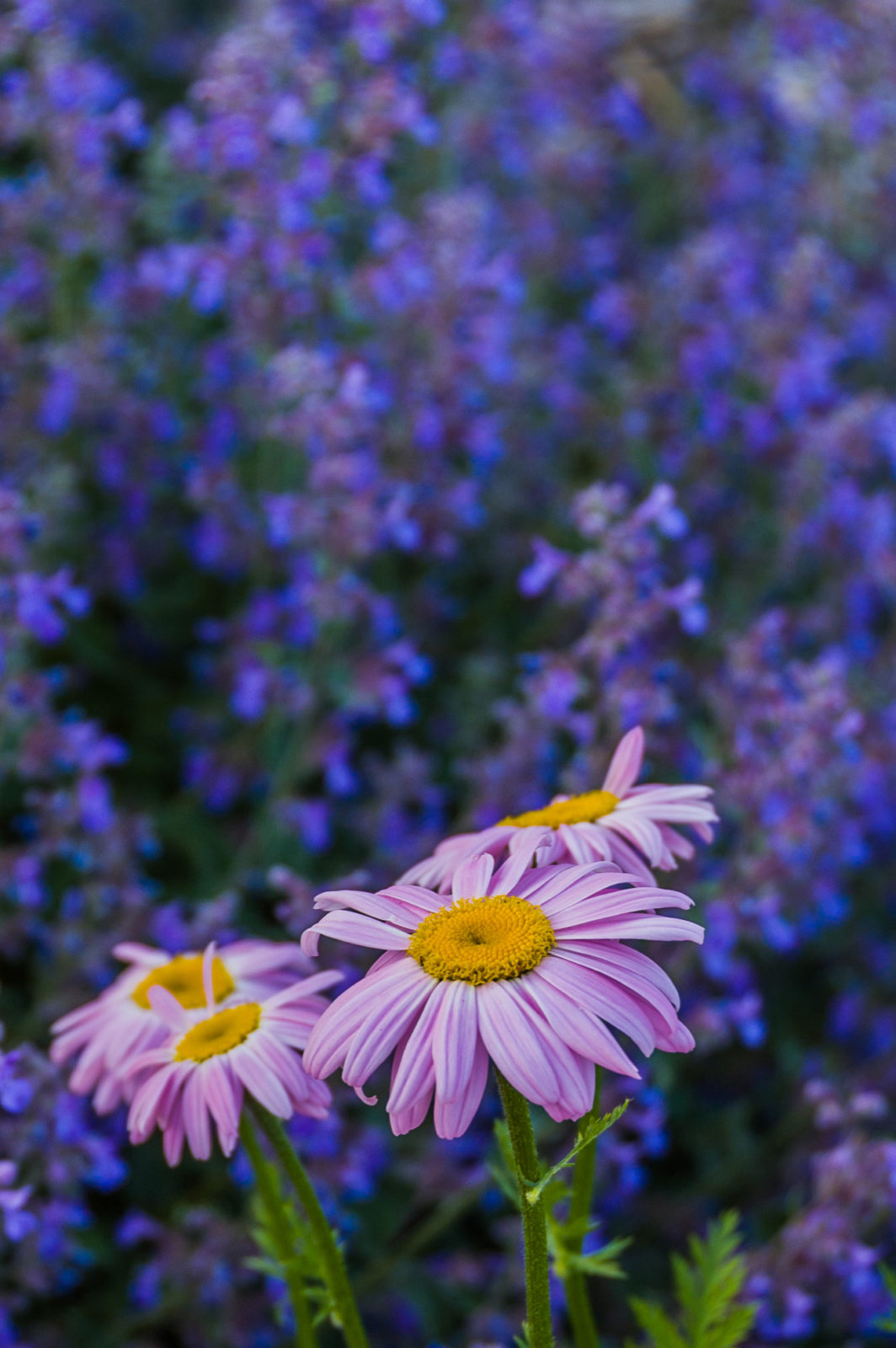 Purple daisies against a backdrop of deep purple flowers