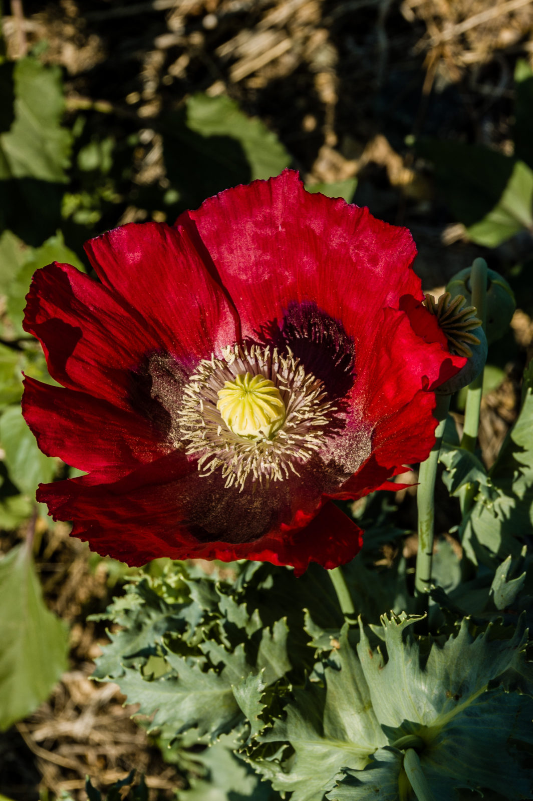 A poppy bloom up close