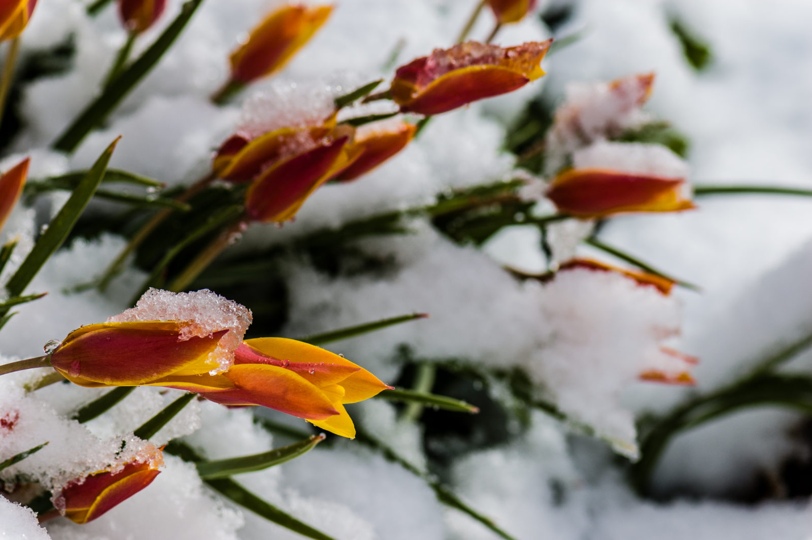 snow covering spring flowers