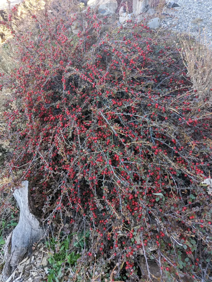 a cranberry cotoneaster shrub