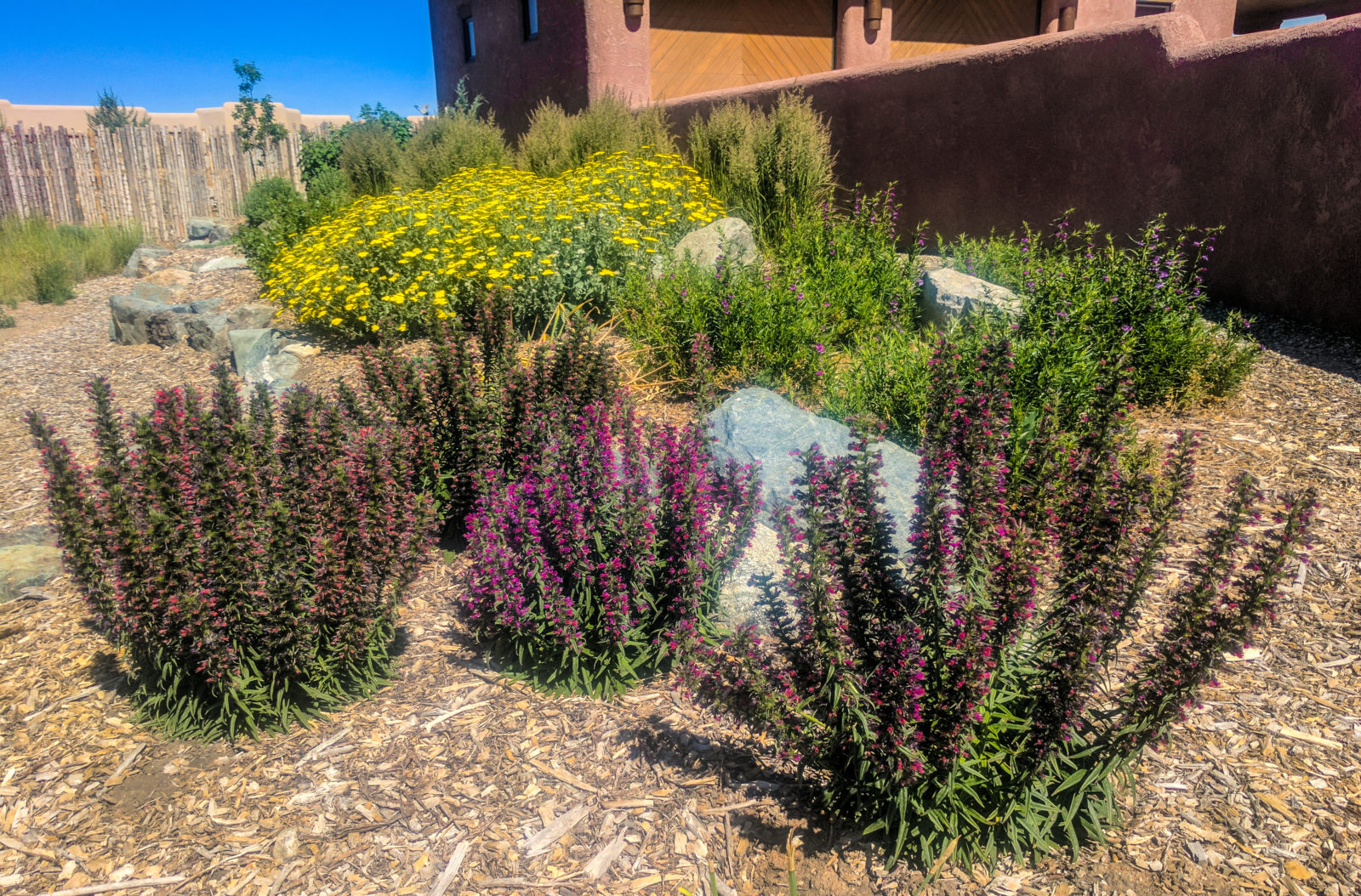 Native plants artfully arranged and blooming after this landscape design installation was completed