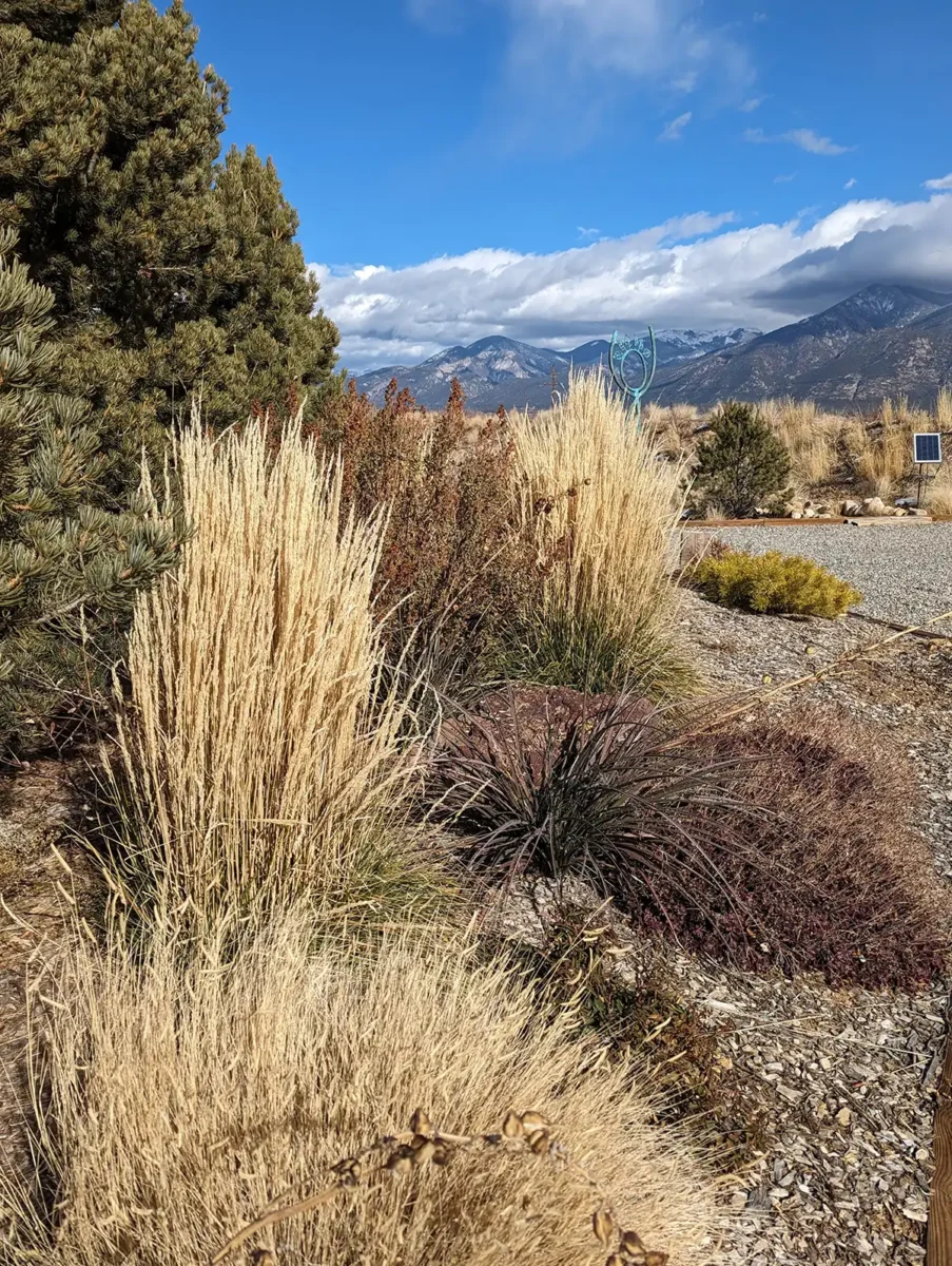 Dried ornamental grasses add interest in the winter landscape design