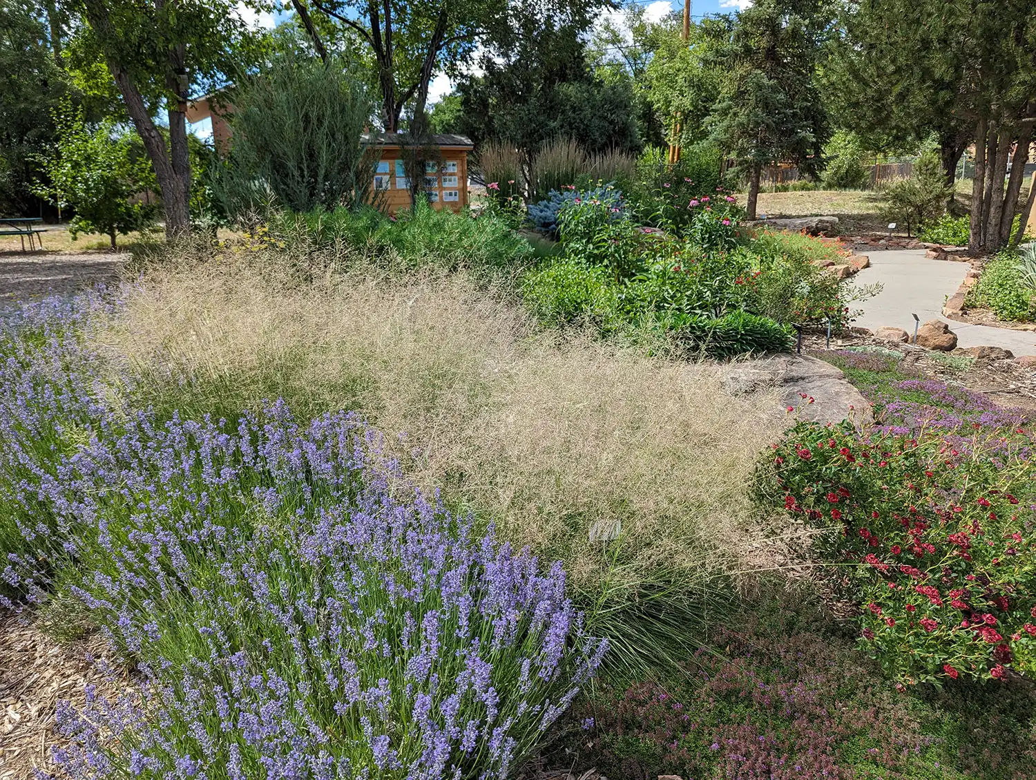 Landscape design at the Taos Library in July 2023