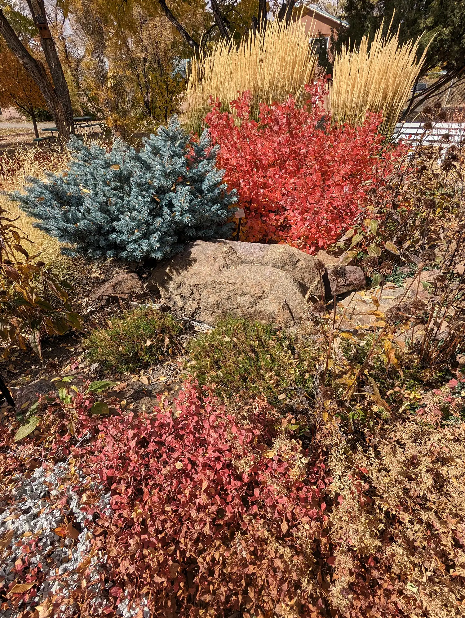 Landscape design at the Taos Library in October 2023
