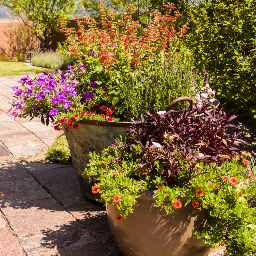 Cascading Patio Pots Beyond Wild Flowers
