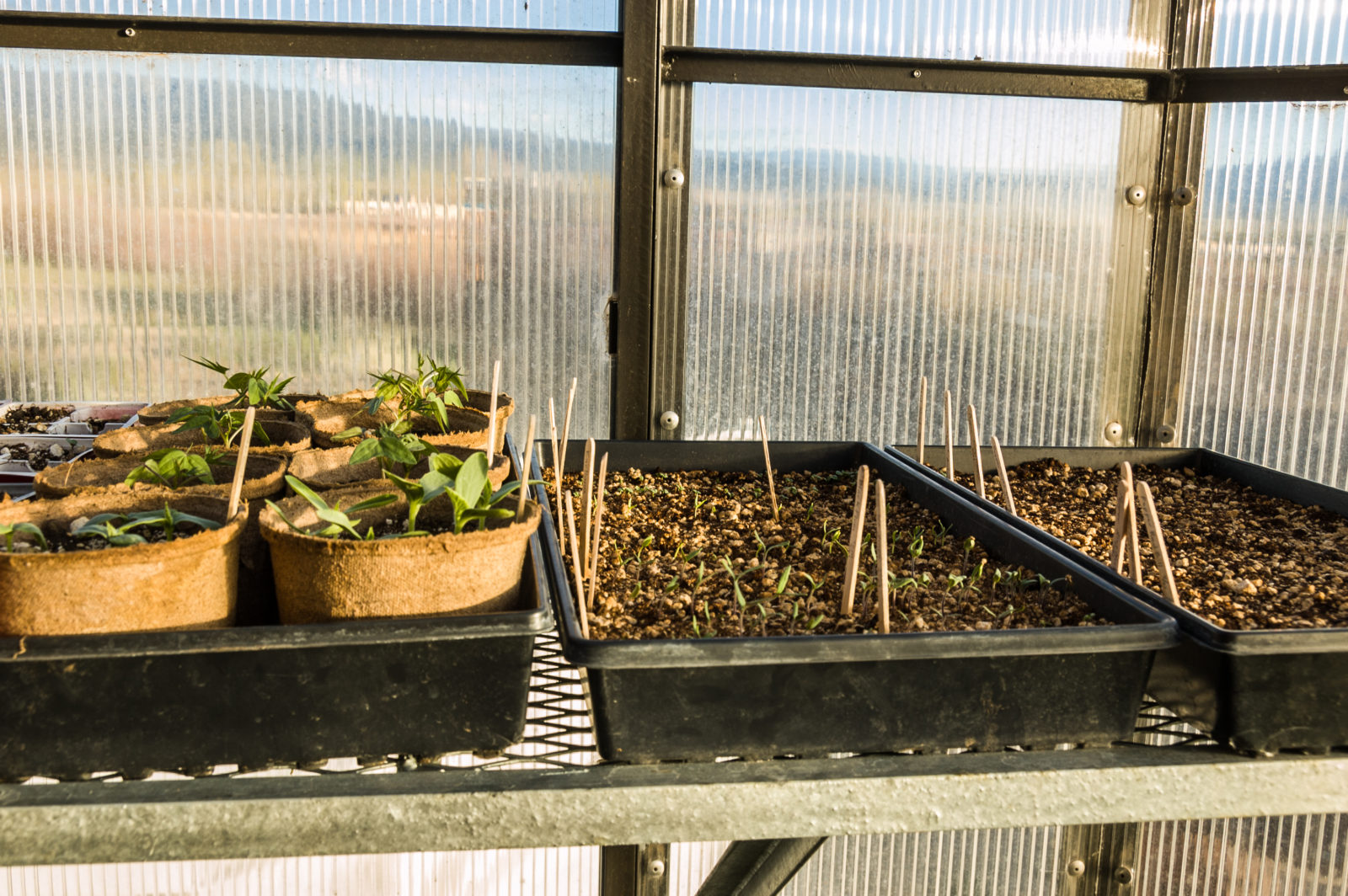 A tray of seedlings in the greenhouse as taught by garden consultant Dan Jones