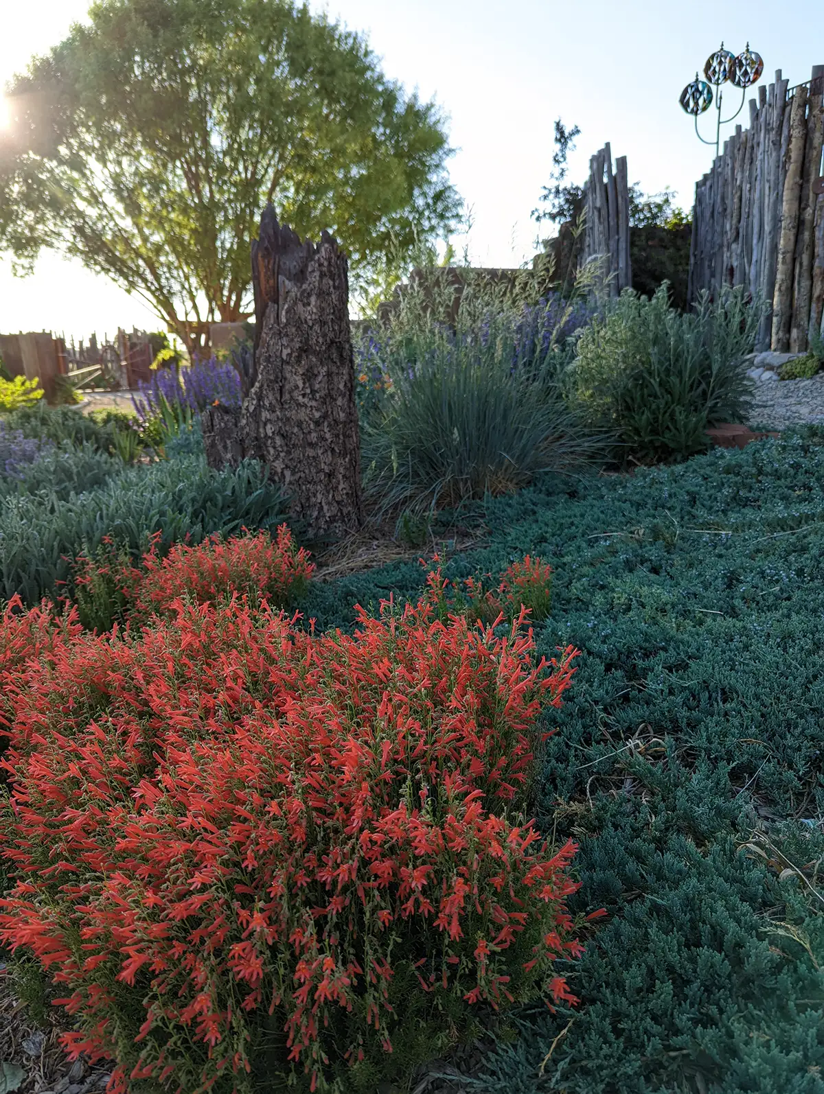 brilliant red colored flowers grab attention in this landscape design in Taos New Mexico