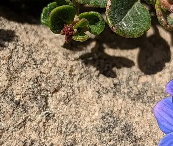 Veronica liwanensis crawling across a rock